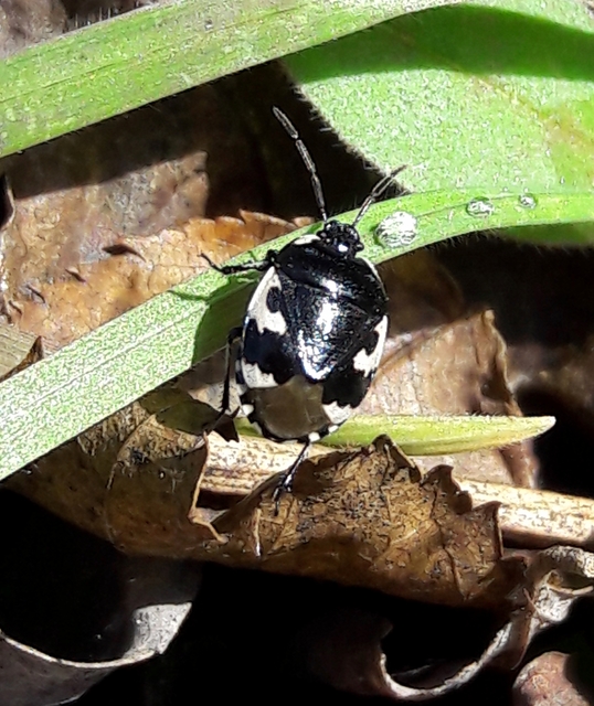 Tritomegas bicolor - foltos földipoloska