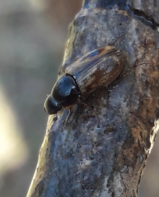 Aphodius prodromus - sárgalábú trágyabogár