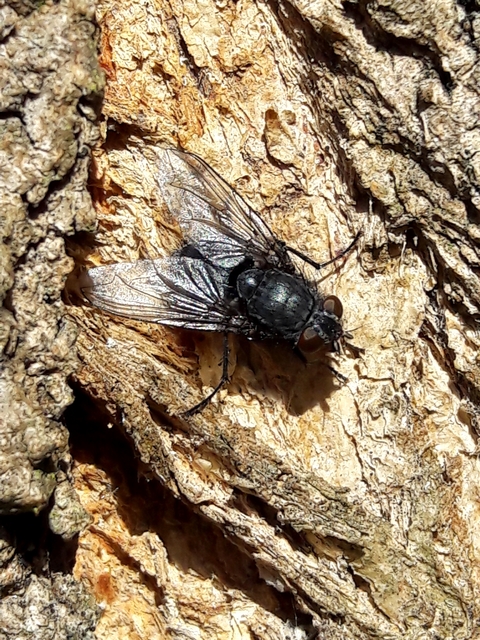 Calliphora