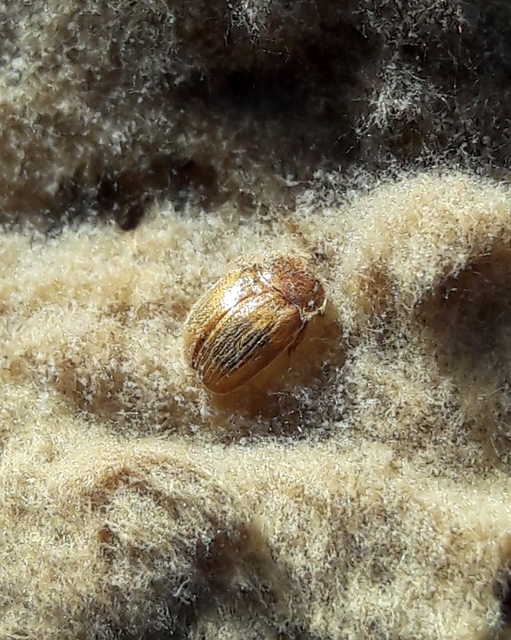 Pocadius Pocadius