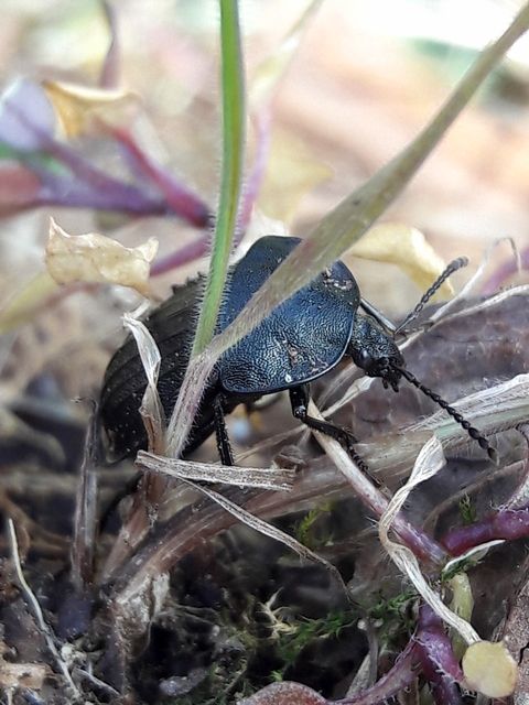 Phosphuga atrata - bordás csigarabló