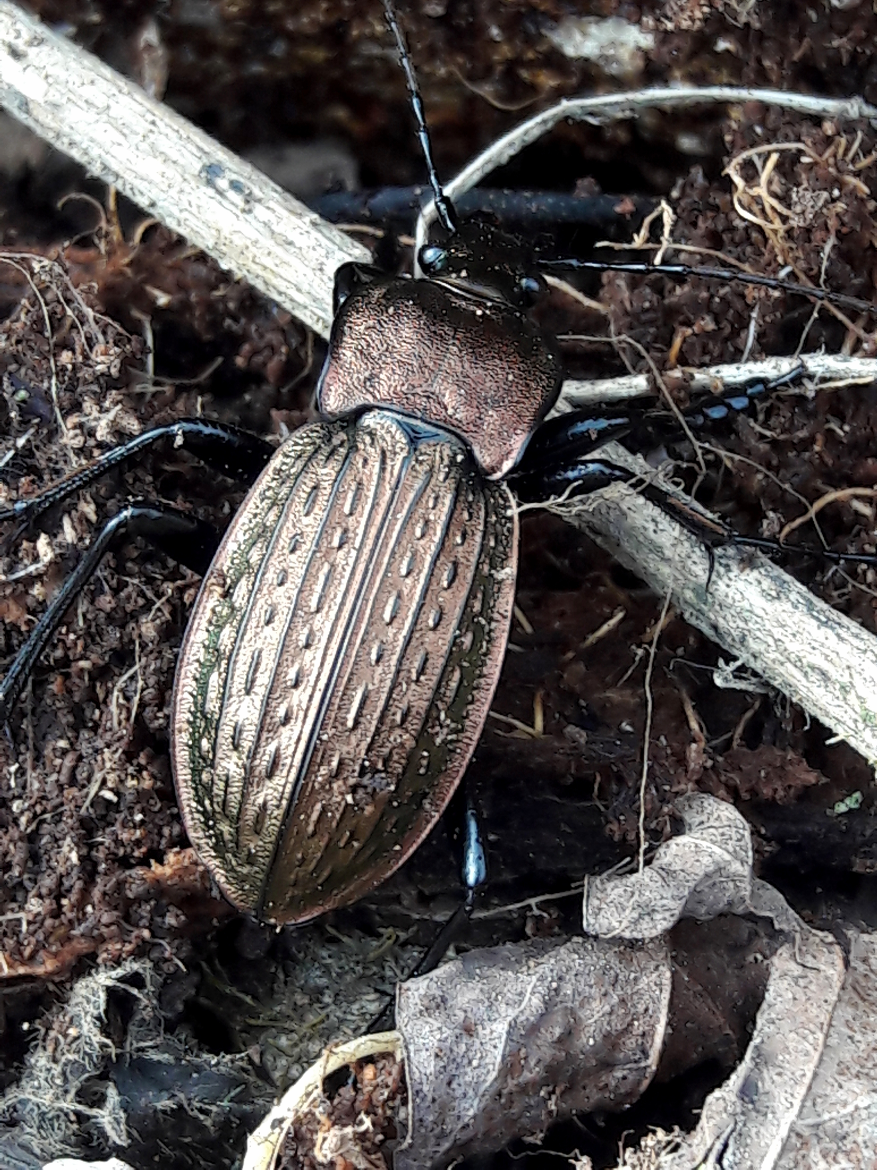 Carabus cancellatus maximus - nagy ragyás futrinka