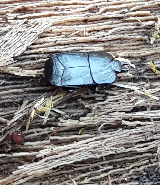 Hololepta plana - lemez-sutabogár