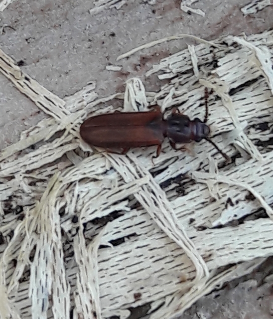 Pediacus dermestoides - bunkóscsápú lapbogár