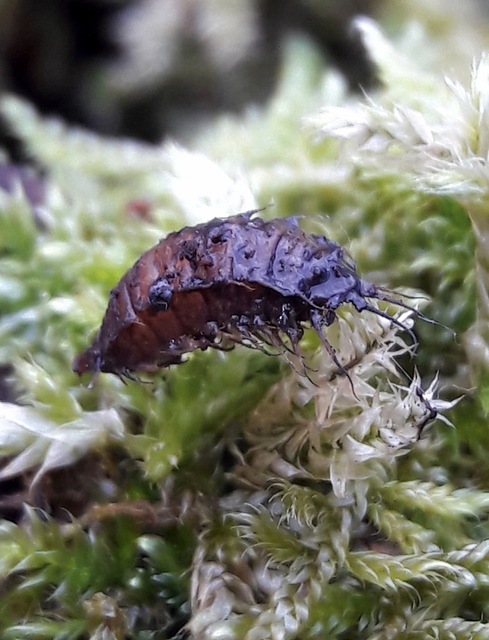 Fanniidae