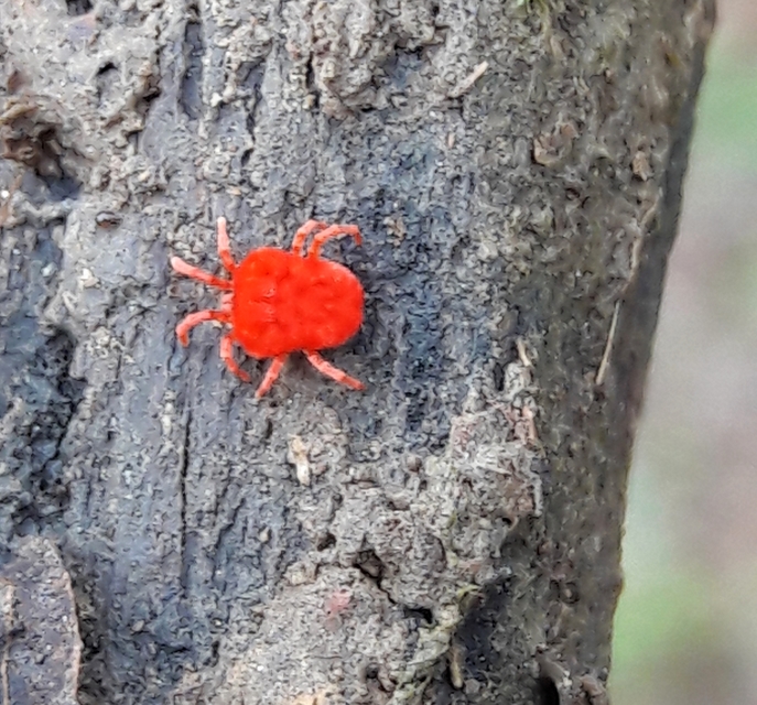 Trombidium