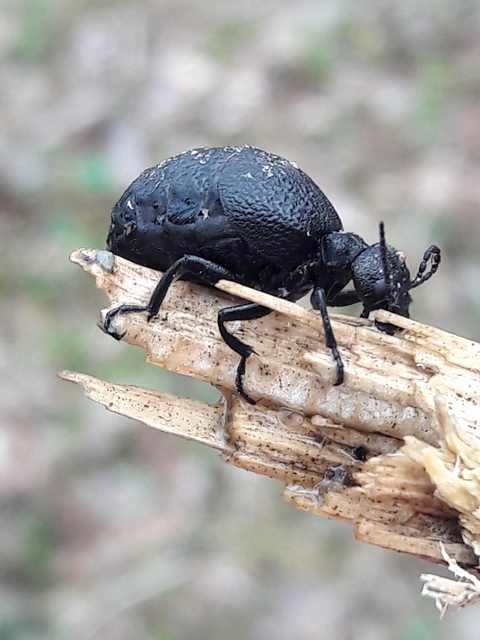 Meloe rugosus - ráncos nünüke