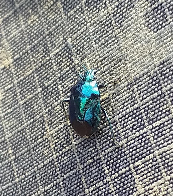 Zicrona caerulea - acélkék poloska Zicrona caerulea - acélkék poloska
