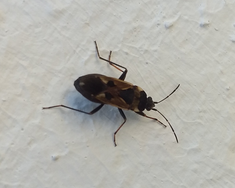 Rhyparochromus vulgaris - közönséges díszesbodobács