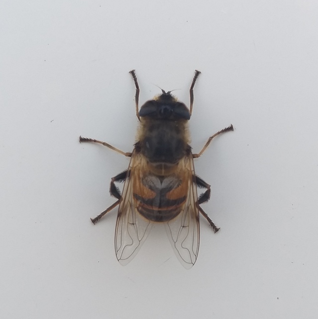 Eristalis tenax - közönséges herelégy