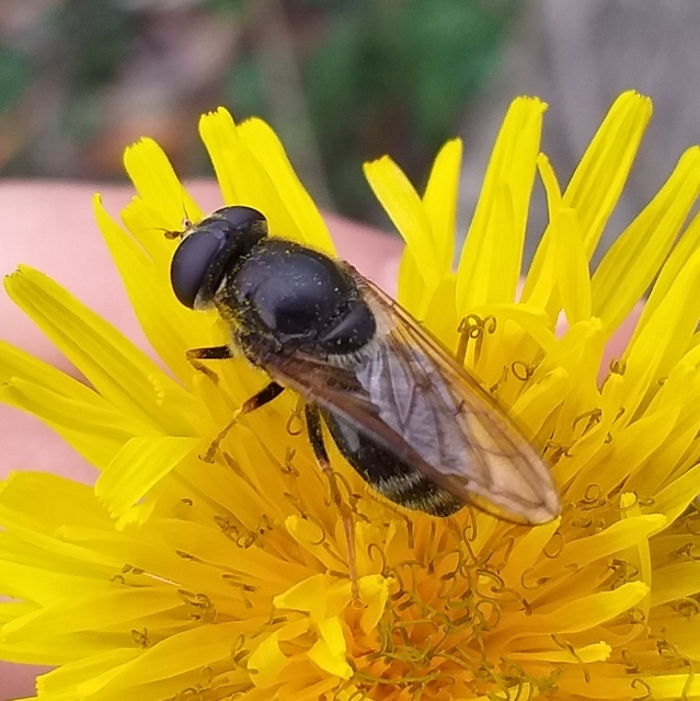 Cheilosia