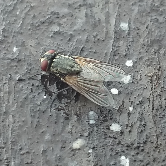 Musca domestica - házi légy