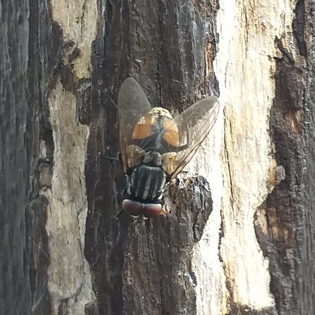 Musca domestica - házi légy