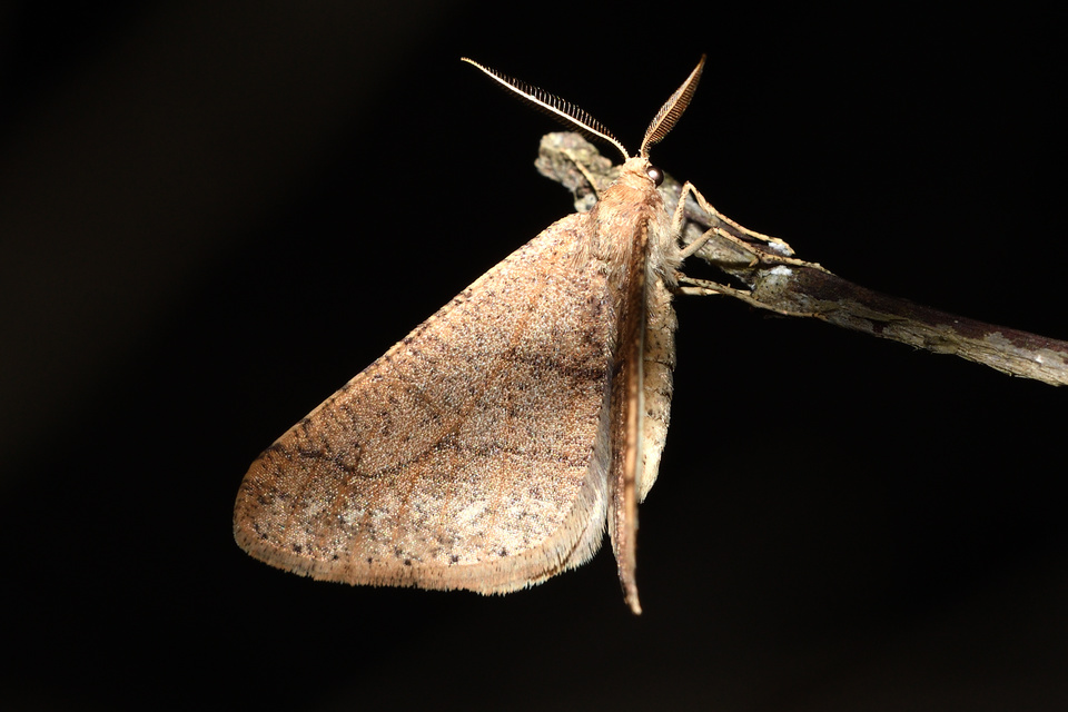 Agriopis marginaria - sárgás téliaraszoló
