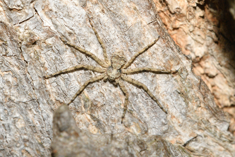 Philodromus poecilus - cifra karolópók