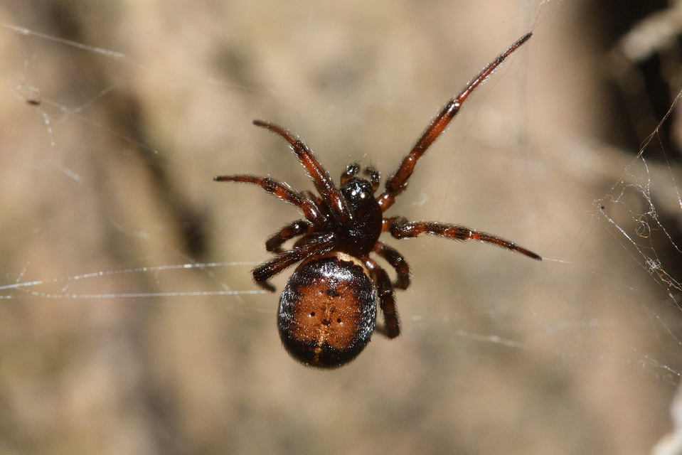 Steatoda bipunctata - kétpettyes faggyúpók