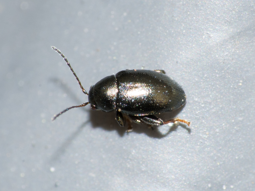 Chaetocnema