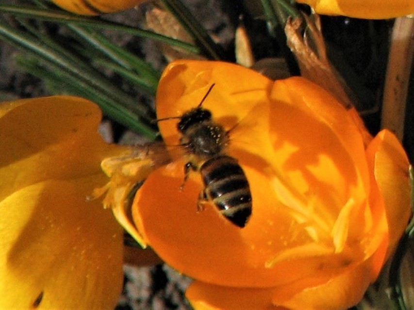 Apis mellifera - háziméh