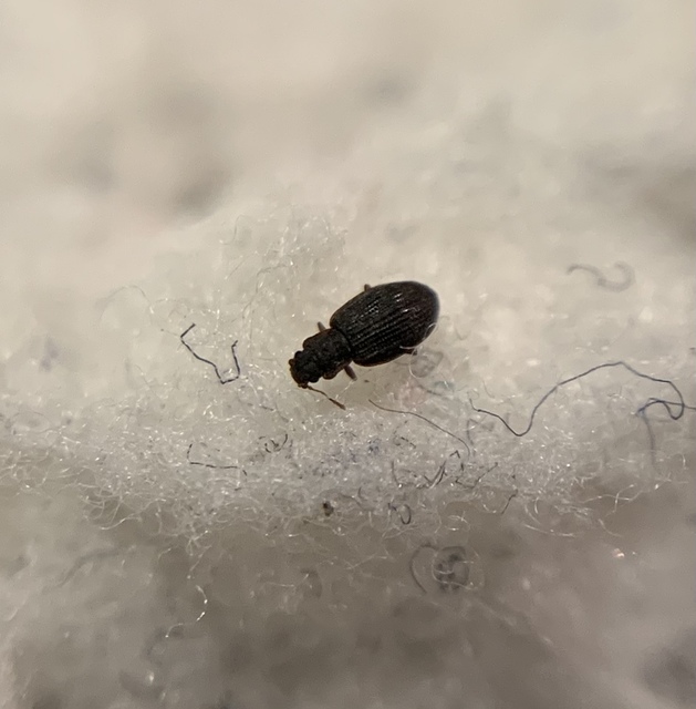 Latridius minutus - törpepudvabogár Latridius minutus - törpepudvabogár
