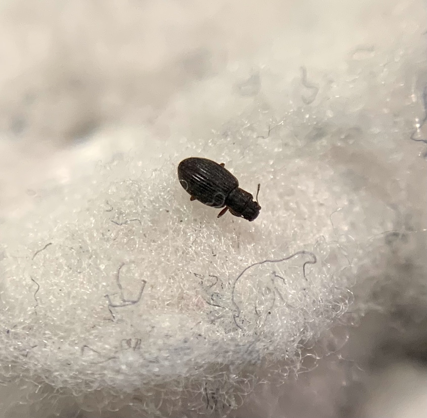 Latridius minutus - törpepudvabogár