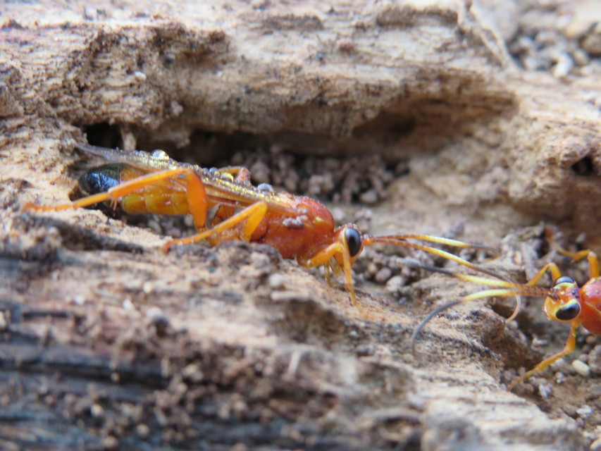 Lymantrichneumon disparis