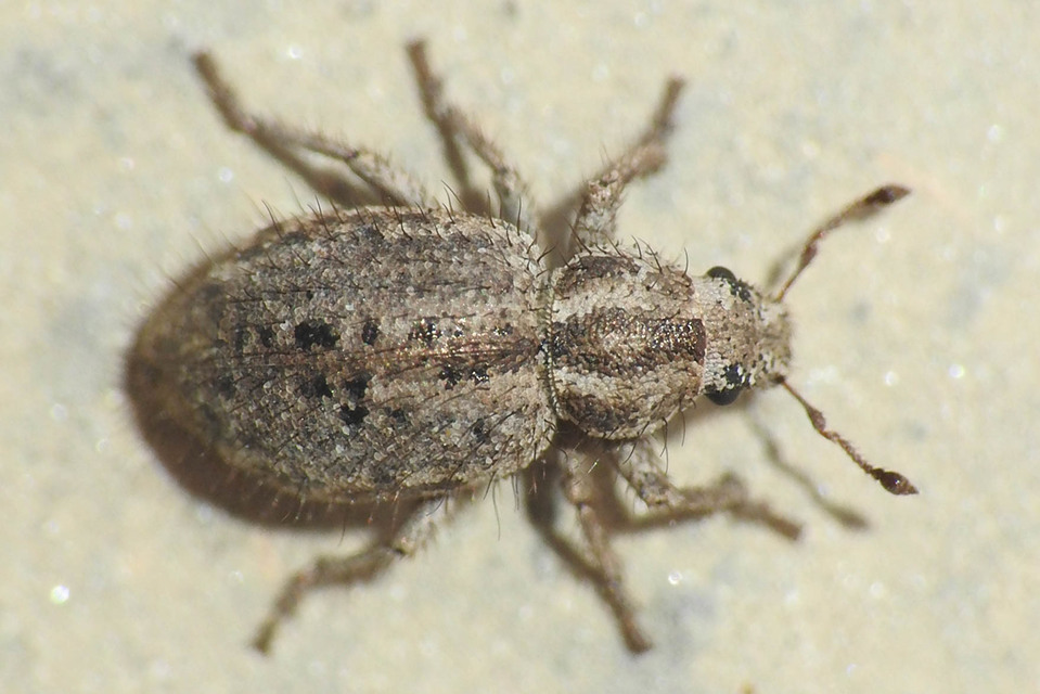 Cycloderes pilosulus - pikkelyeslábú ormányos