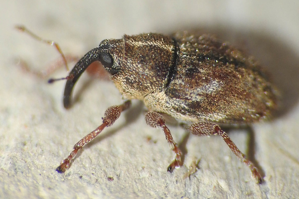Trichosirocalus troglodytes - kis útifűormányos