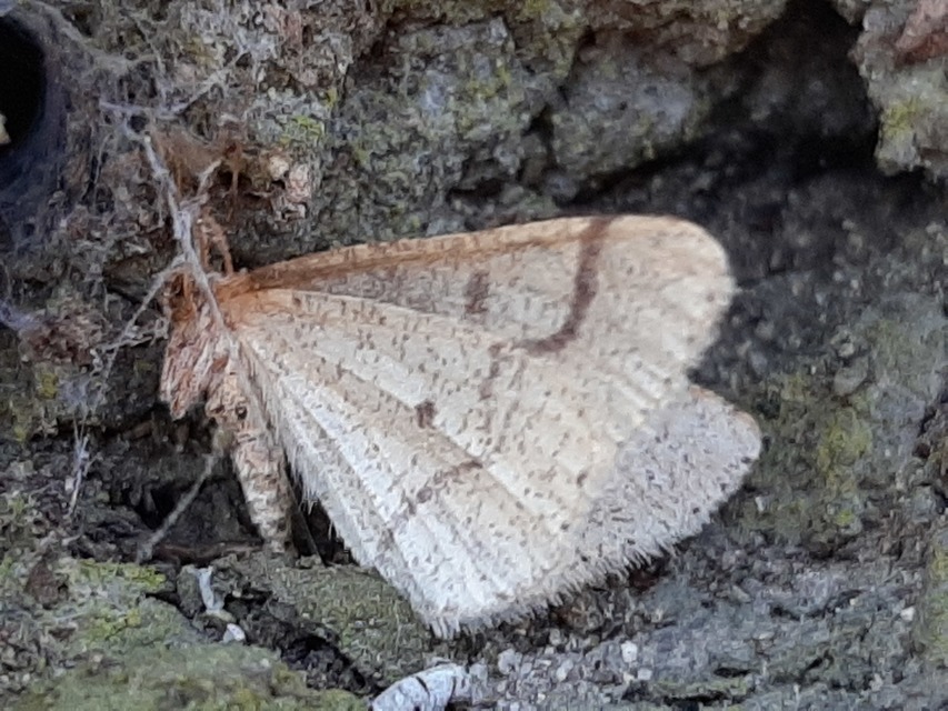 Agriopis marginaria - sárgás téliaraszoló