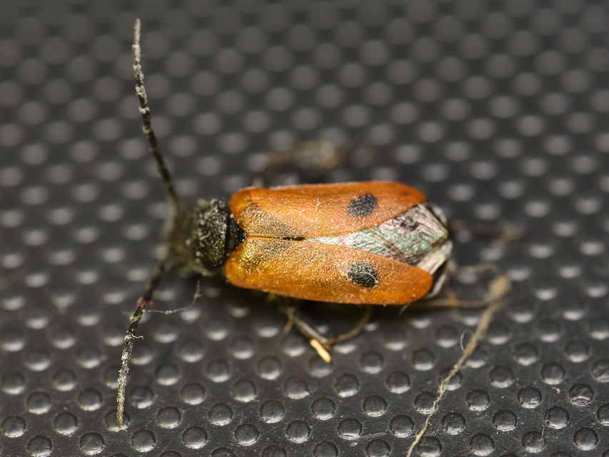 Apalus bimaculatus - kétfoltos élősdibogár
