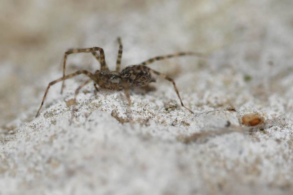 Tegenaria