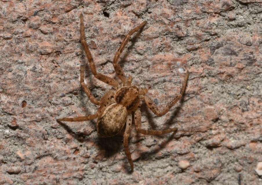 Philodromus dispar - lomb karolópók