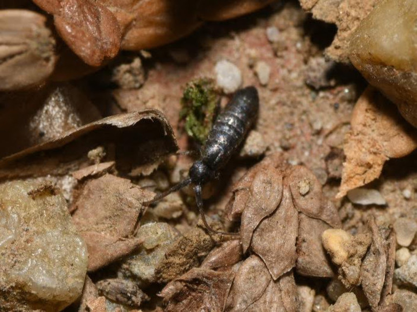 Tomoceridae
