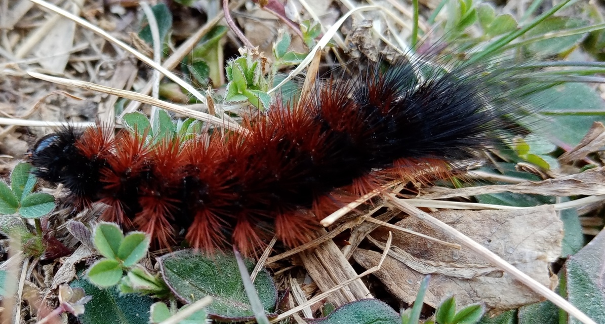 Hyphoraia aulica - barna medvelepke