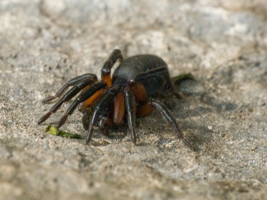 Gnaphosa bicolor