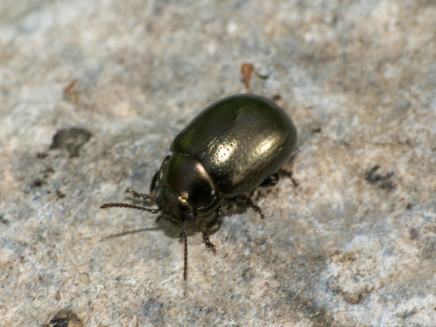 Chrysolina chalcites - homoki levelész Chrysolina chalcites - homoki levelész