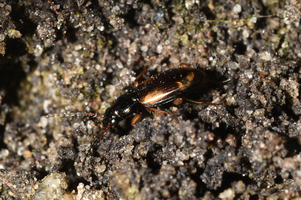 Bembidion subcostatum vau - rövidszárnyú gyorsfutó