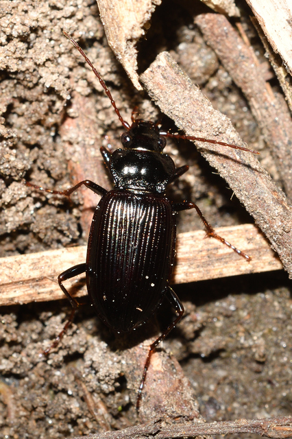 Nebria brevicollis - rövidnyakú partfutó