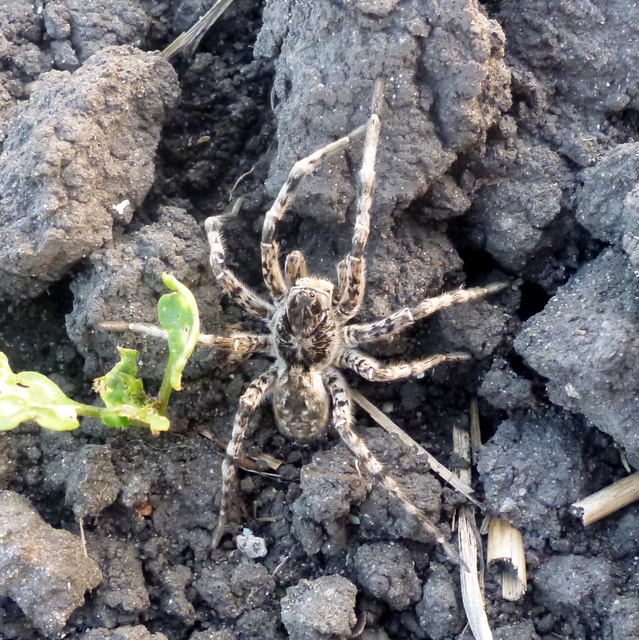 Lycosa singoriensis - szongáriai cselőpók