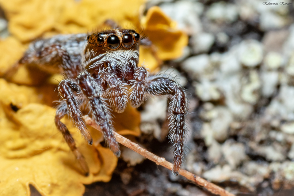 Macaroeris nidicolens - fészkes ugrópók