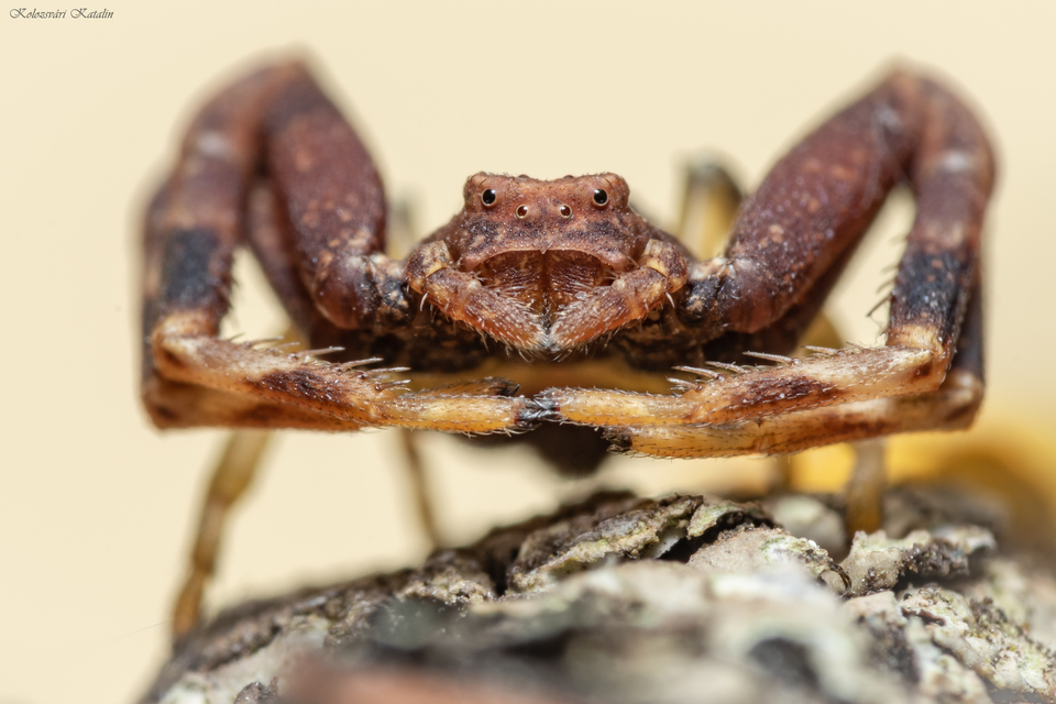 Pistius truncatus - csonka karolópók