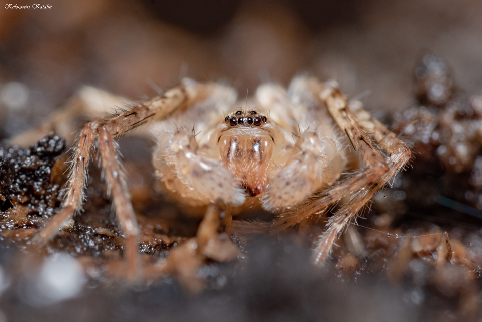Anyphaena accentuata - jegyespók