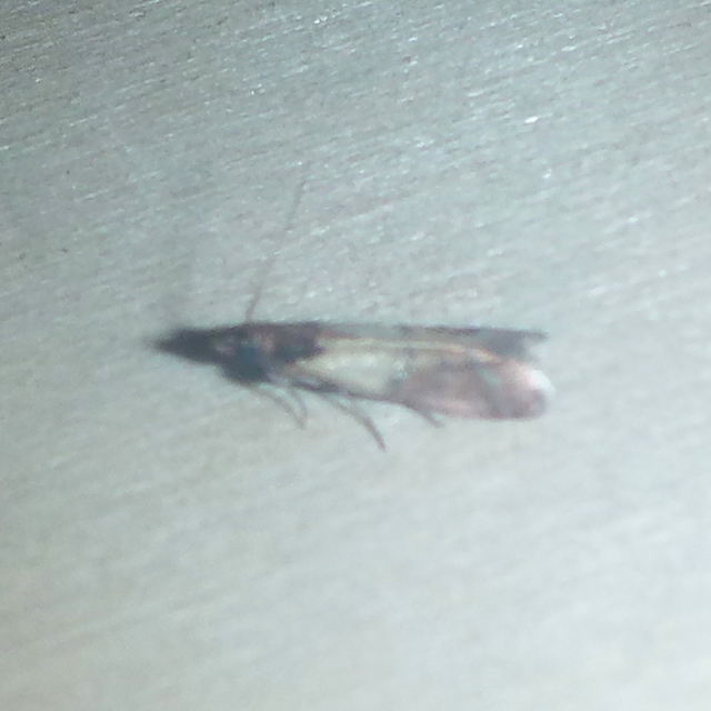 Plodia interpunctella - aszalványmoly