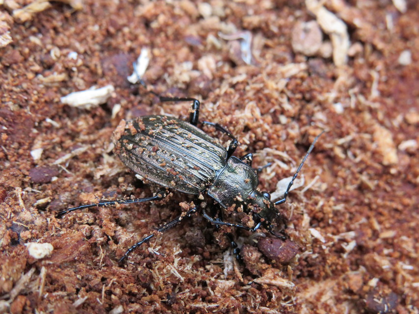 Carabus granulatus - mezei futrinka