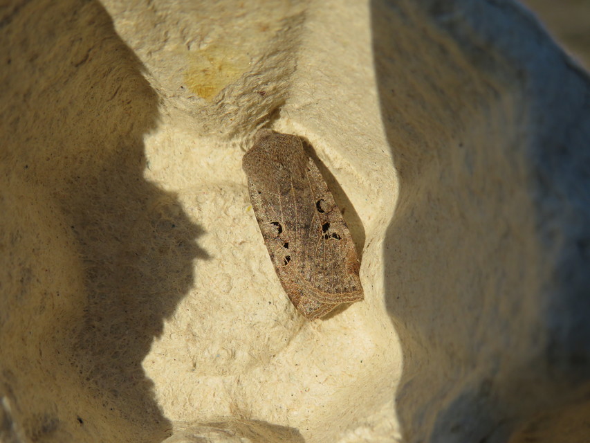 Conistra rubiginosa - szürke télibagoly