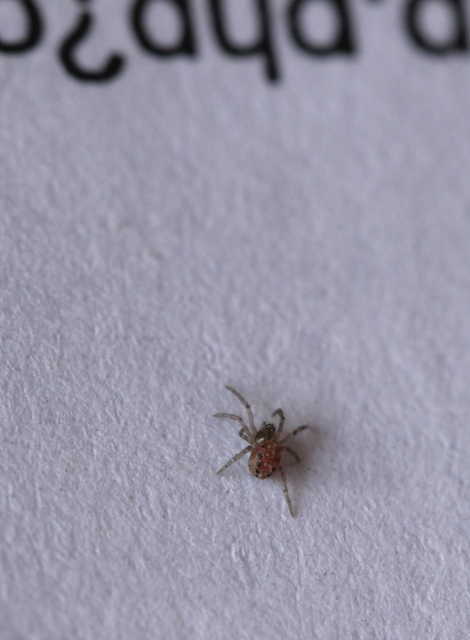 Araniella