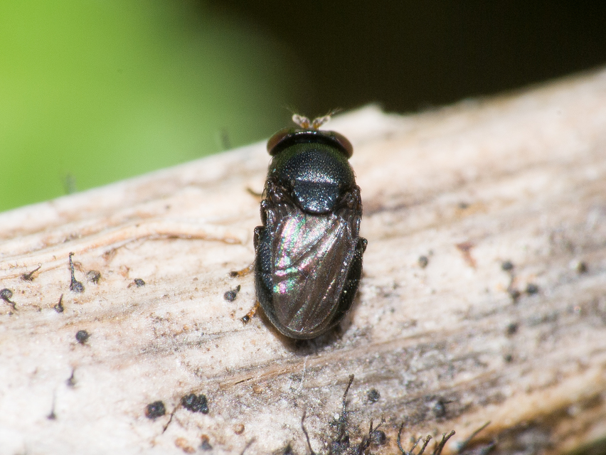 Discomyza incurva