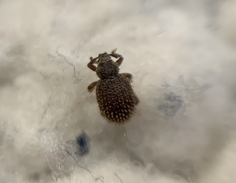 Cathormiocerus aristatus - szálkás éjiormányos