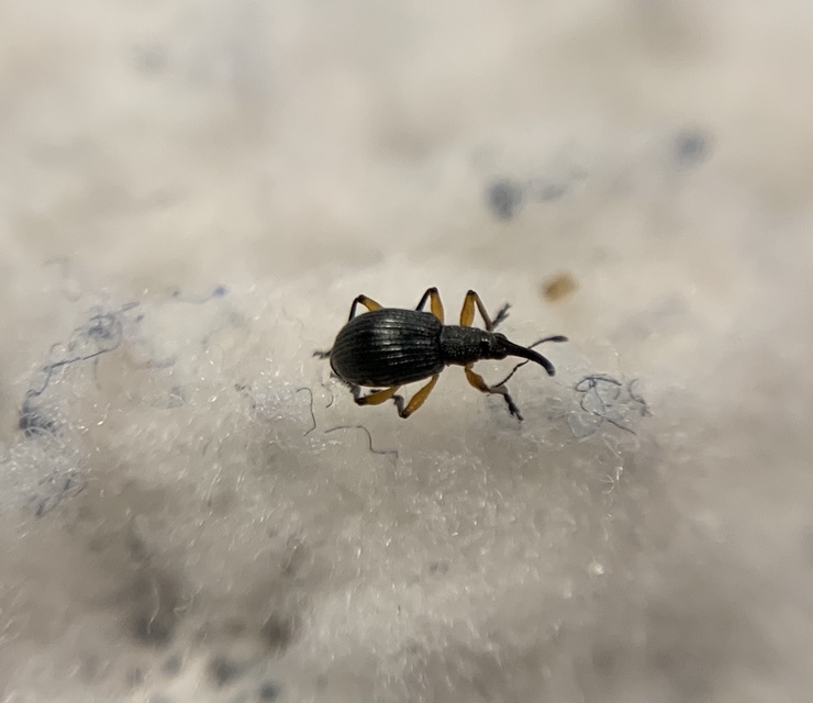 Protapion varipes - görbelábú cickányormányos Protapion varipes - görbelábú cickányormányos