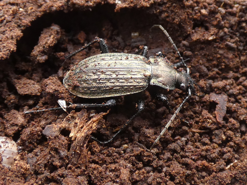 Carabus granulatus - mezei futrinka