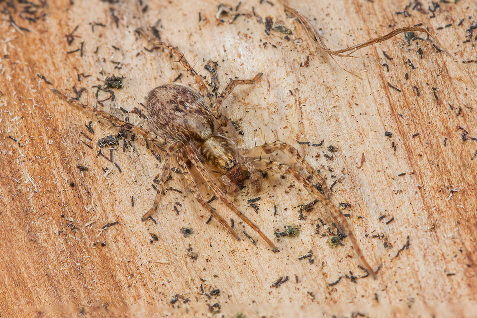Anyphaena accentuata - jegyespók